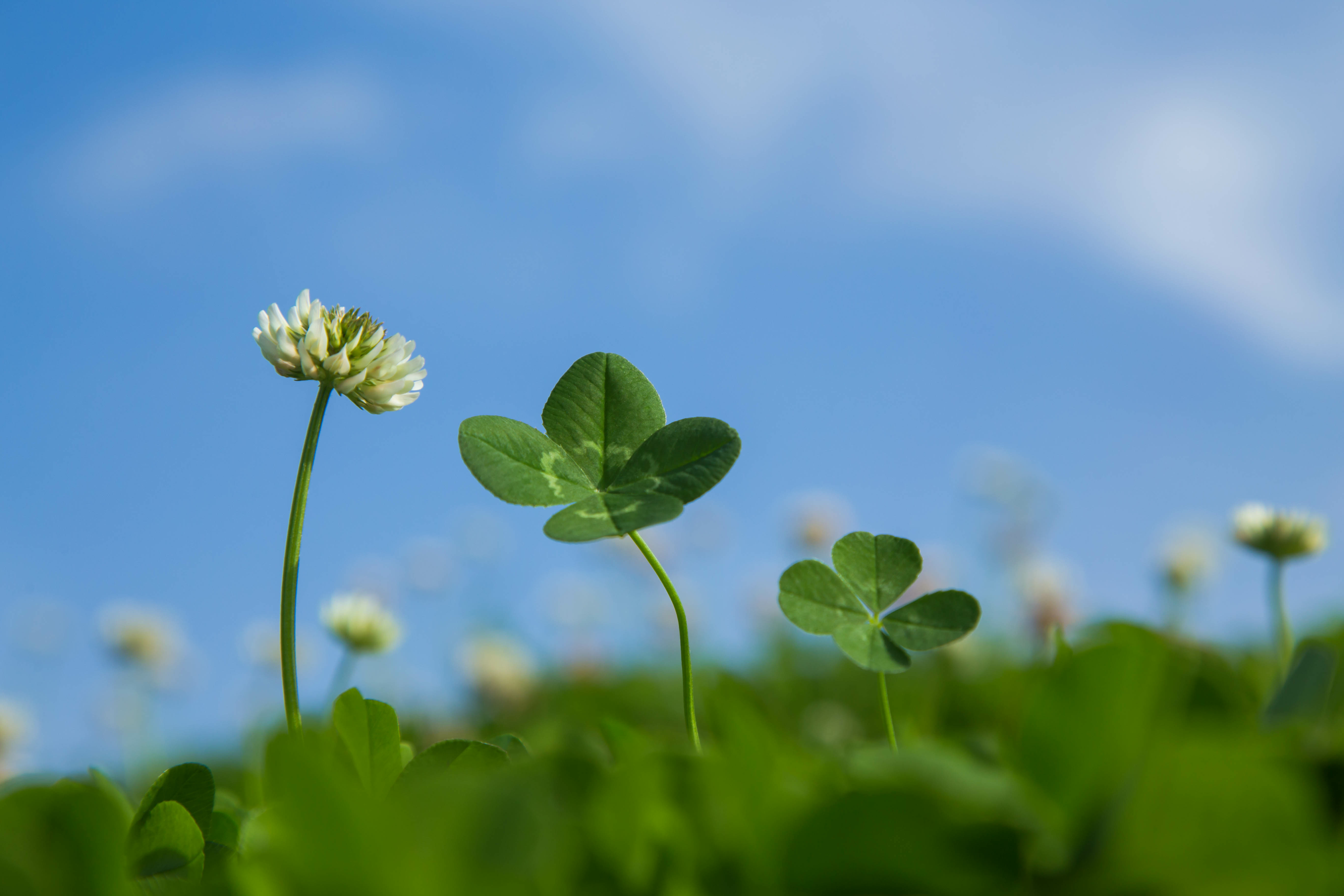 clover